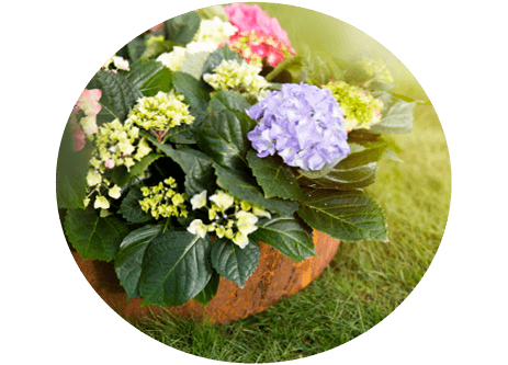 Köp växter till trädgården online hos granngården.se